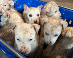 Seven Soaked Puppies Found Huddled In Flooded Crate Get The Miracle They Deserved