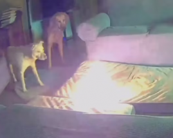 Dog Accidentally Triggers House Fire While Owners Are Away