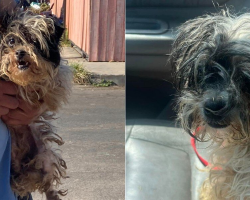 Dog Who Was ‘So Matted’ Looks Like a Puppy Again After Incredible Makeover