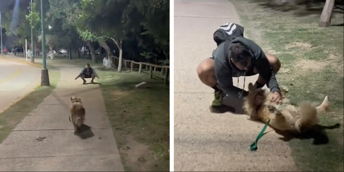 Woman Runs Into Her Ex at the Park — And Her Dog's Reaction Says It All