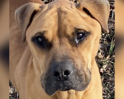 Dog Abandoned by His Family Has Tears in His Eyes When Rescuers Finally Arrive