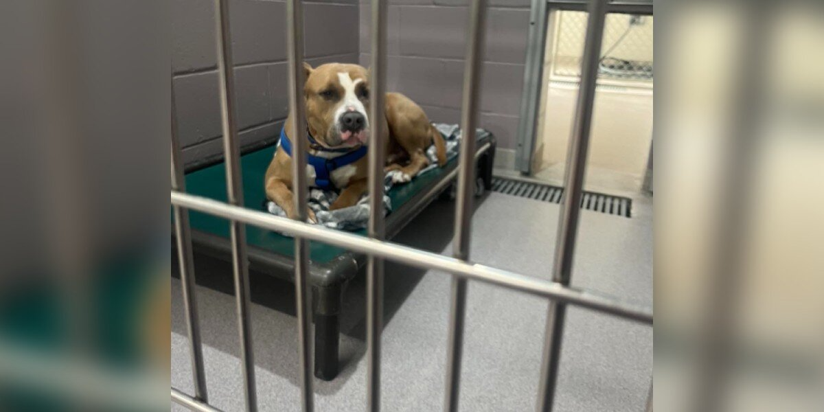 Shelter Dog Keeps Getting Passed Over Because People Think He Looks ‘Scary’
