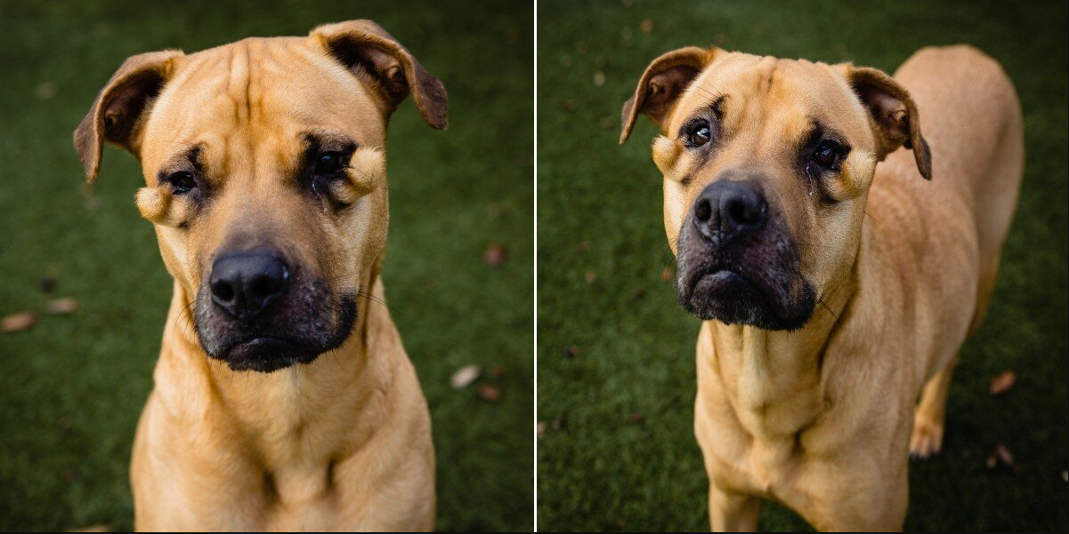 ‘Ugly’ Shelter Dog Couldn’t Understand Why Everyone Kept Passing Her By — Until Everything Changed