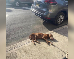 People Thought This Dog Had Passed Away On The Sidewalk — Then She Moved