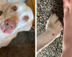 Family Honors Their Beloved Senior Dog With A Sweet, Lasting Tribute