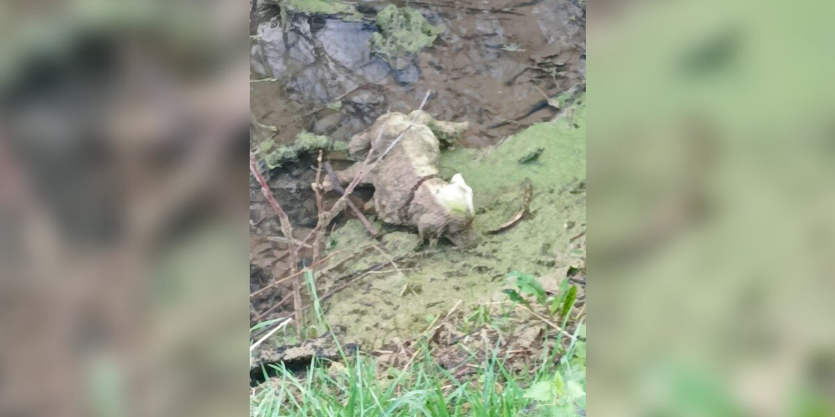 Rescuers Rush to Save "Dog" in Ditch — And Find a Hilarious Surprise Instead