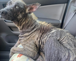 Stray Dog With ‘Stone’ Skin Transforms Into a Fluffy Husky in Just Weeks