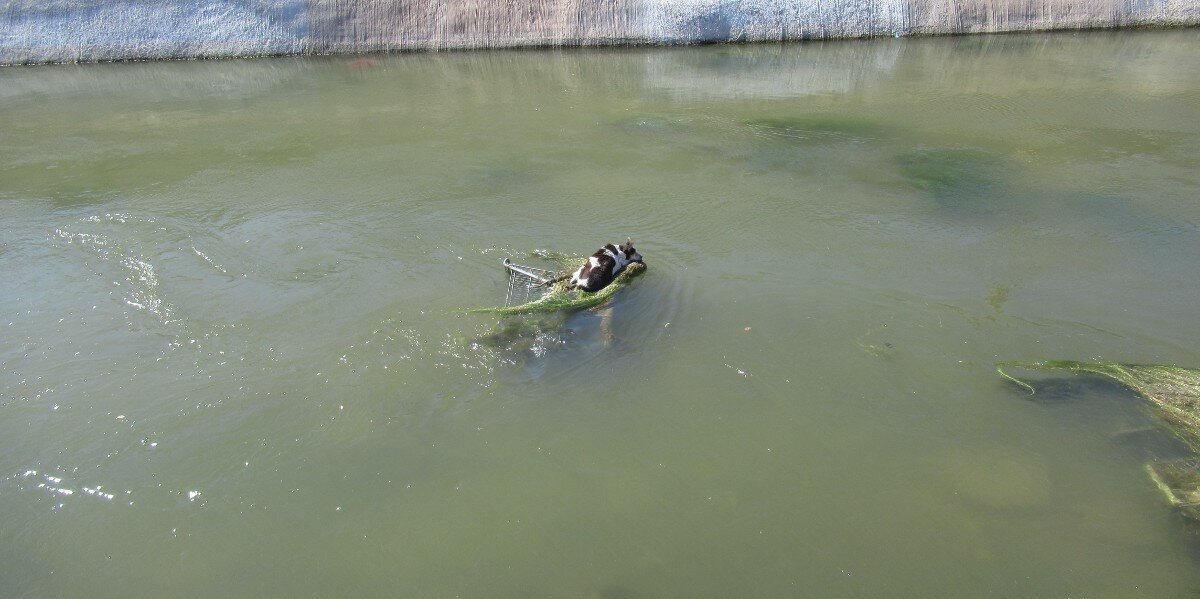 Tiny Dog Clings To Shopping Cart In Raging Canal Until Heroes Save Her