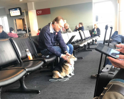 Sweet Corgi Spots Man at Airport and Instinctively Offers Comfort
