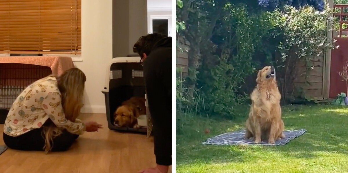 Rescue Dog Once Too Afraid To Leave His Crate Learns To Love Life in the Backyard
