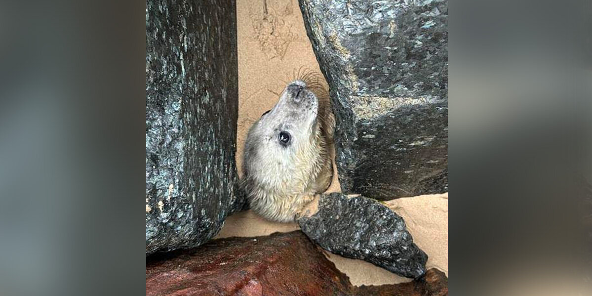 Woman Walking on the Beach Spots a Hidden Face Among the Rocks — Then Realizes It's a Seal in Desperate Need