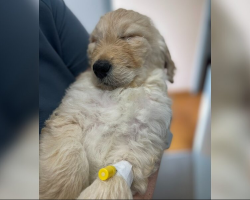 His Family Asked the Vet to Euthanize Their Sick Puppy — Instead, He Gave Him a New Life