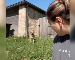 Woman Spends Hours in the Grass Earning the Trust of a Dumped Dog