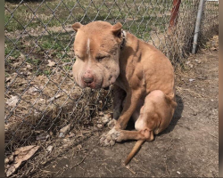 Pup With Severely Swollen Face Transforms After Heartbreaking Rescue