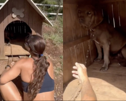 Dog Chained Outside for 3 Years Finally Runs Free