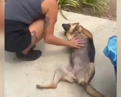 Hopeless Stray Dog Melts Hearts With Her Reaction to Finding Love
