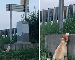 Hero Commuter Saves Dog Found Strangling From Power Box in Shocking Scene