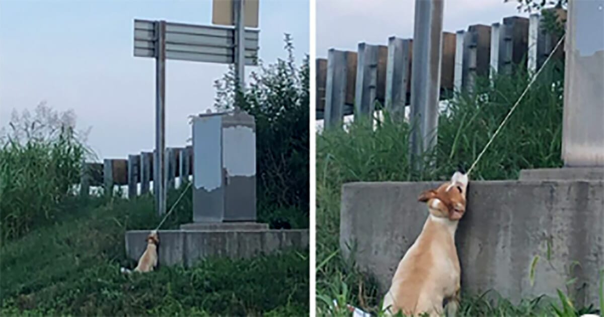 Hero Commuter Saves Dog Found Strangling From Power Box in Shocking Scene