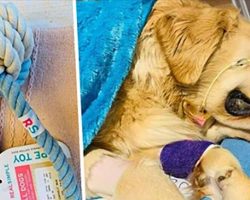 Heartbroken owner issues stern warning after her dog dies from chewing this dog toy