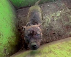 Rescuers Open Dumpster And Find A Sweet Pup Desperately Hoping To Be Saved