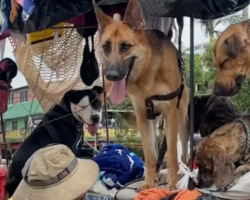 Man Living on the Streets Opens His Heart to Every Stray Dog He Meets