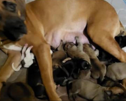 Mama Dog Dumped for Having ‘Too Many Puppies’ Finds Compassion and a Second Chance