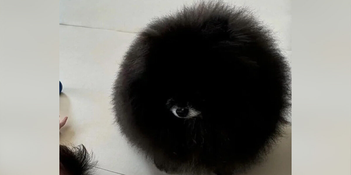 This One-Eyed Orb Isn’t an Alien — She’s a Dog