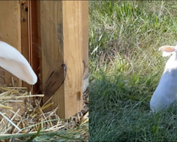 Lab Bunnies Step Outside for the First Time — And Finally Learn What Freedom Feels Like