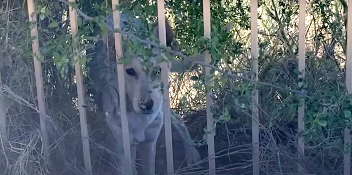 Woman Thinks a Coyote Is Sleeping in Her Yard — Until She Gets a Closer Look