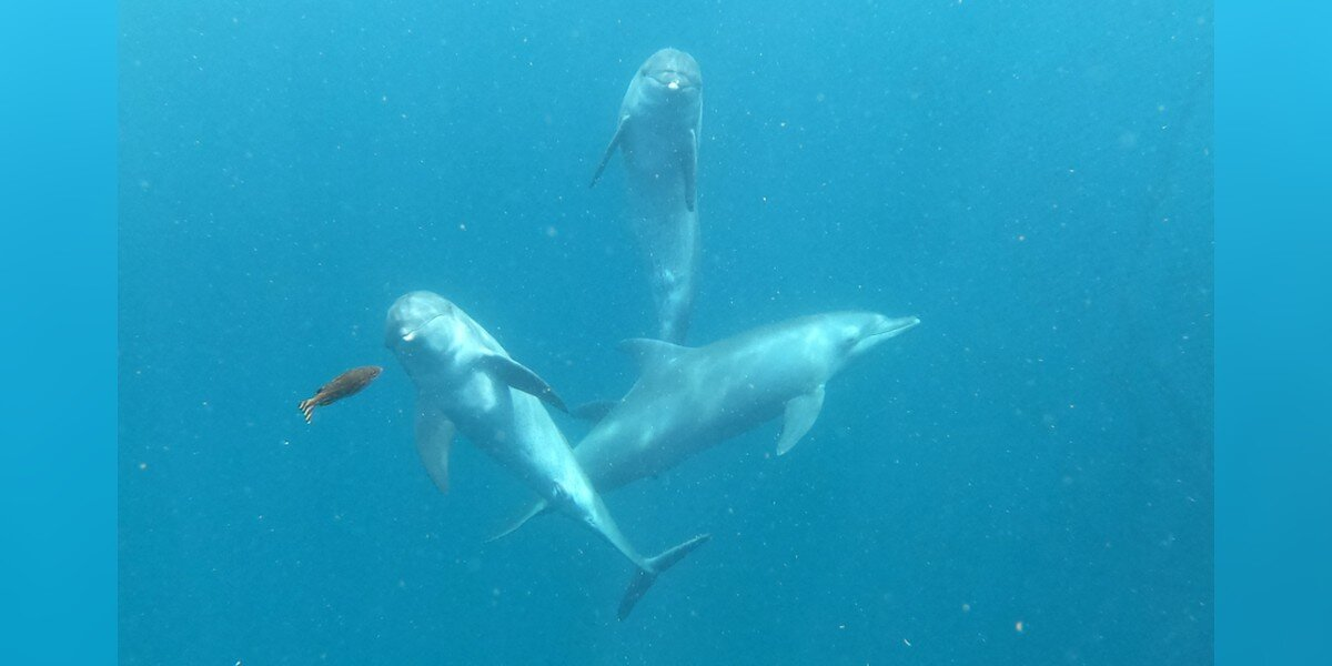 Tears of Joy as Former Circus Dolphins Touch the Ocean for the First Time