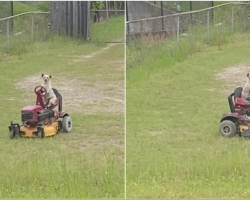 Man Sees Someone Mowing the Lawn — Then Realizes It’s a Dog