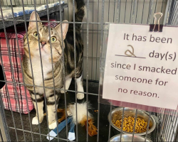 Cranky Shelter Cat Gets Hilarious “No-Smacks” Sign for His Cage — and Everyone’s Loving It