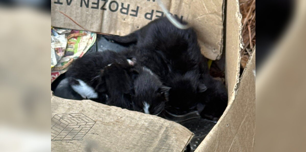 Woman Rescues Abandoned Cat Family From the Woods — Then One Starts Giving Birth in Her Car