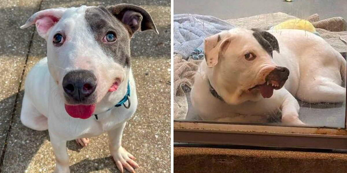 Shelter Dog With Unforgettable Face Is Just Looking for Someone to Love Him