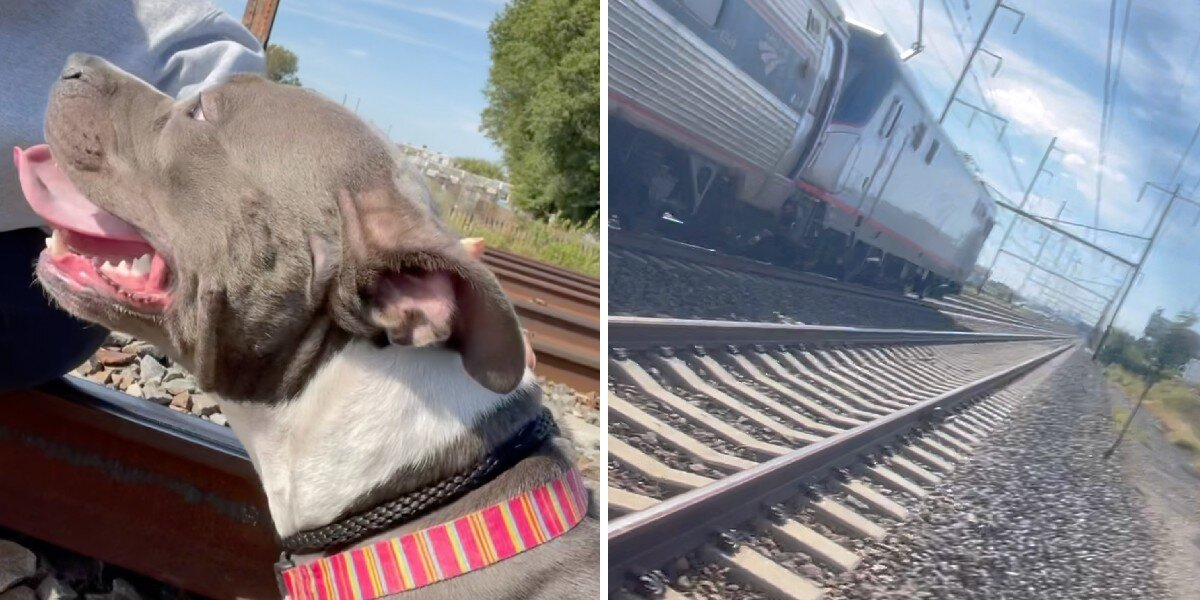 Woman Pulls Stray Dog Off Railroad Tracks Just Moments Before a Train Arrives