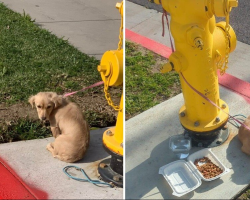 Abandoned Puppy Curled Around Fire Hydrant Too Heartbroken to Lift Her Head