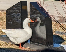 Grieving Goose Finds Hope for Love Again After Losing Her Mate