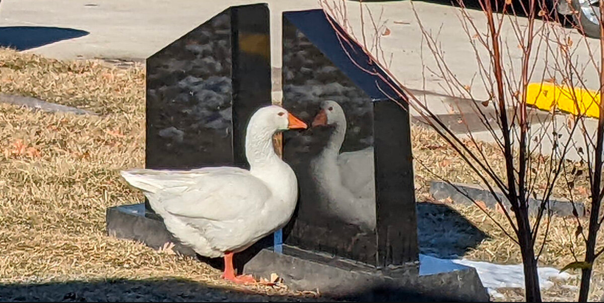 Grieving Goose Finds Hope for Love Again After Losing Her Mate