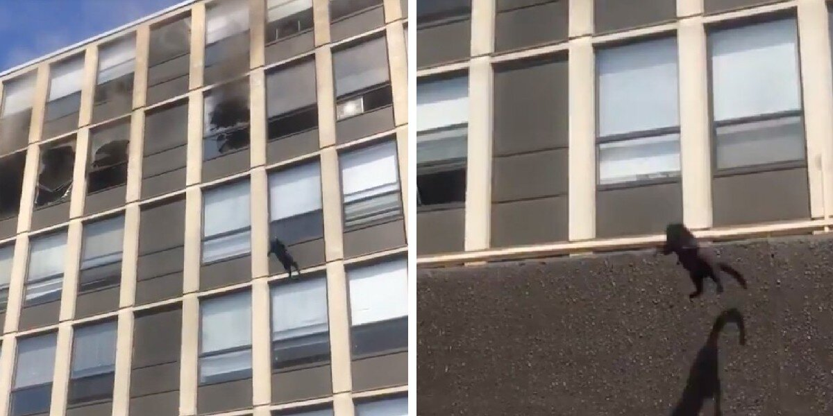 Fearless Cat Leaps from Burning Building — And Walks Away Like a Boss