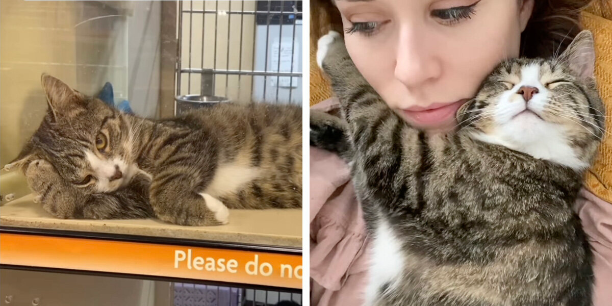 From Shelter Sadness to Pure Joy: Otie the Cat’s Beautiful Transformation