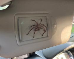 Man Has Been Sharing His Car With a Giant Spider for Over a Year