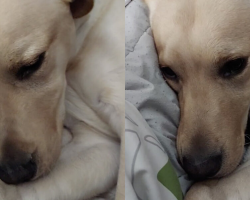 Dog Tries to Hide His New Kitten So He Doesn’t Have to Share