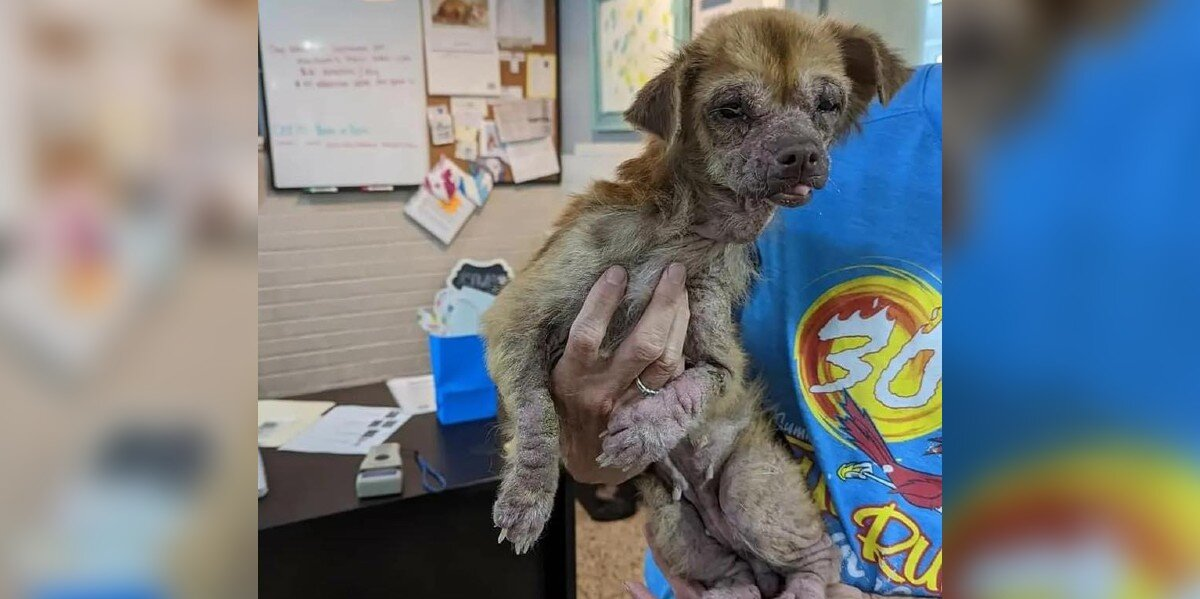 Defeated Senior Dog Found Eating Trash Blossoms Into a Happy, Spunky Pup