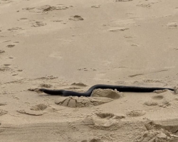 Little Girl Thinks She Sees a Stick on the Beach — Then It Starts to Move