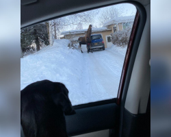 Dog Encounters Bizarre Creature in Driveway — And Her Confusion Is Priceless