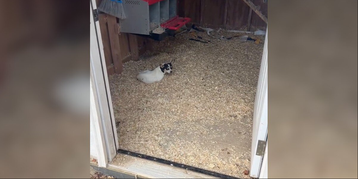 Woman Checks Her Chicken Coop — And Finds a Shivering Puppy Instead