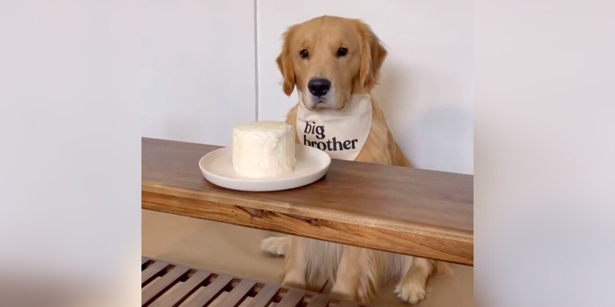 Dog Refuses to Join Gender Reveal, Clearly Prefers to Be an Only Child