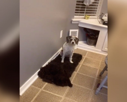 Woman Spends Hours Searching for Her Dog — Then Realizes She’s Been Hiding in Plain Sight