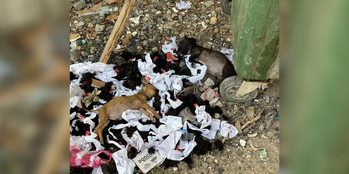‘Thrown Away’ Puppies Lose Hope — Until Someone Finally Sees Them