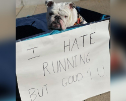 Dog Attends Local Race, Has No Regrets About Skipping the Running Part